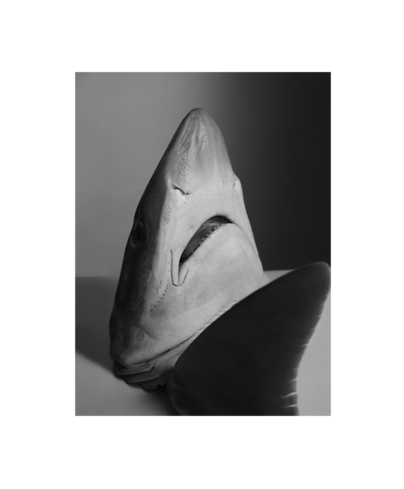 sharknb